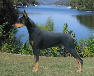 great healthy doberman with correct temperament